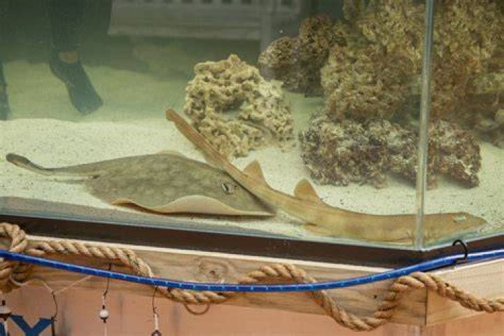 Charlotte the stingray has 'reproductive disease,' NC aquarium says