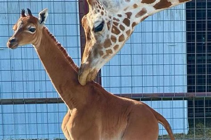 Extremely Rare Spotless Giraffe Born at Tennessee Zoo