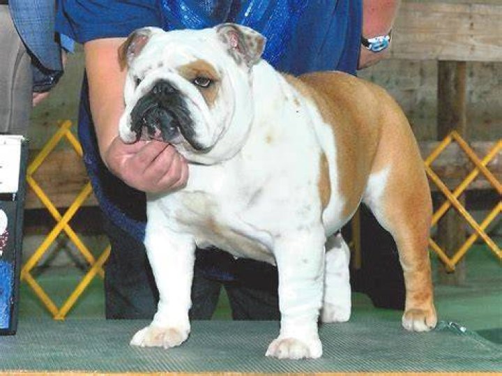 Our Champions, Champion Bulldogs, Champion English Bulldogs, Top 5