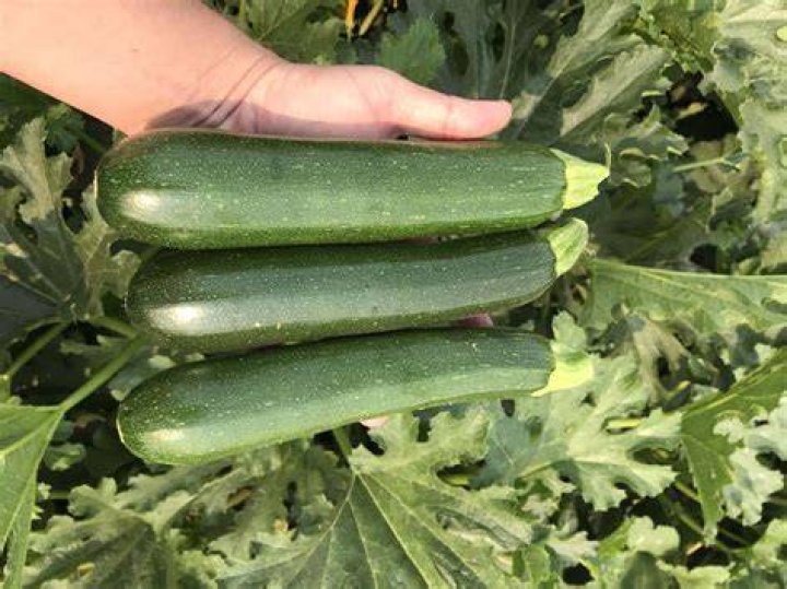 Paycheck Zucchini (Treated Seed) Seedway