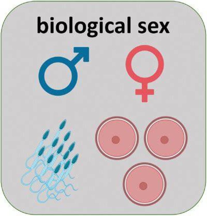 The Biological Sex Of Brittney Griner: Unveiling The Facts